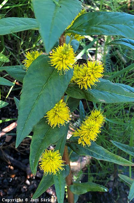 Lysimachia thyrsiflora, terttualpi